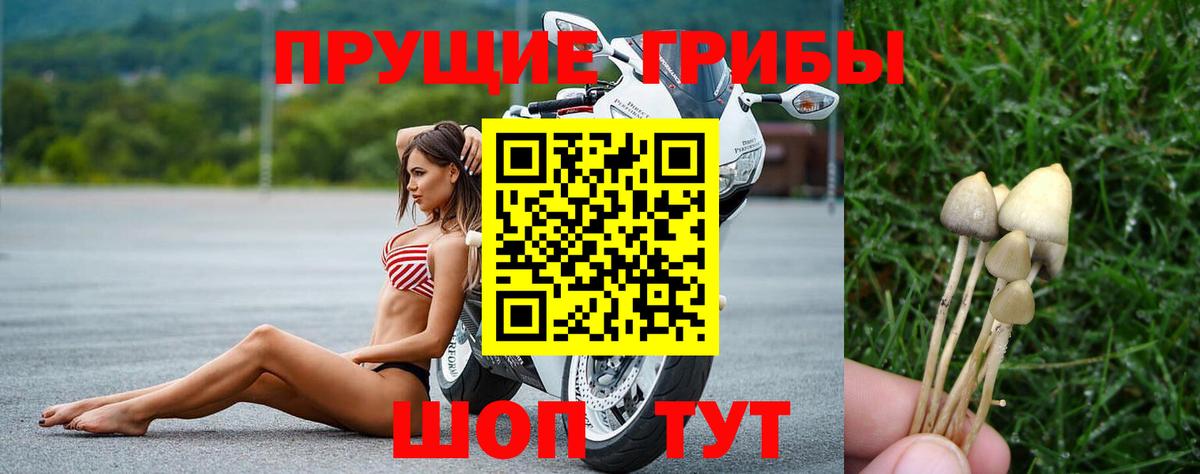 Гулькевичи  Псилоцибиновые грибы прущие грибы  Вход с VPN  наркотики  Галлюциногенные грибы мицелий 